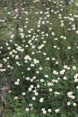 Rhodanthe anthemoides