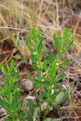 Fadogia homblei