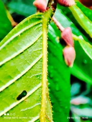 Shorea ovalis ovalis