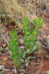 Fadogia homblei