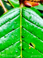 Shorea ovalis ovalis