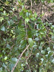 Cephalanthus natalensis