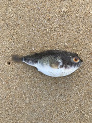 Tetractenos hamiltoni