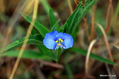 Commelina