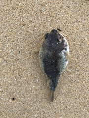 Tetractenos hamiltoni