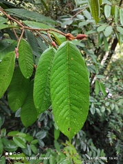 Shorea ovalis ovalis