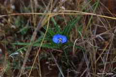 Commelina