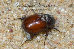 Phyllognathus excavatus