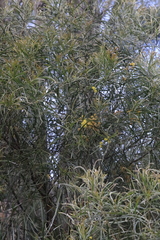 Acacia ingramii