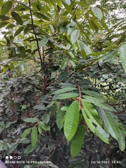 Shorea ovalis ovalis