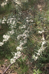 Olearia viscidula