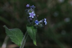 Cynoglossum australe