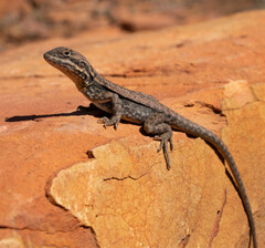 Ctenophorus modestus