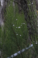 Prostanthera nivea