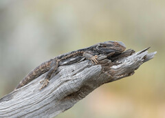 Pogona vitticeps