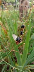 Pseudozizeeria maha okinawana