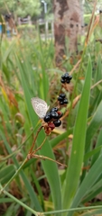 Pseudozizeeria maha okinawana