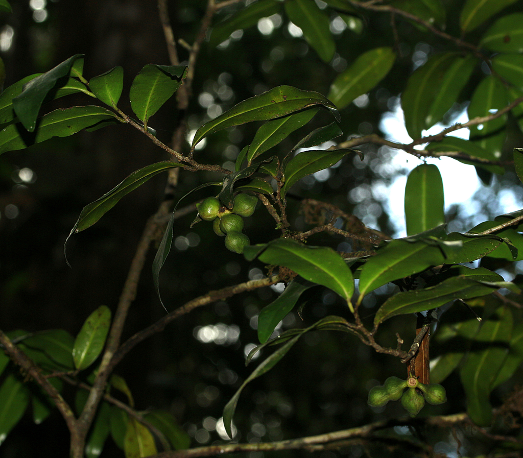 Meiogyne punctulata