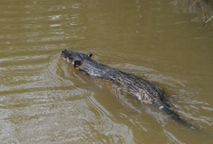 Hydromys chrysogaster