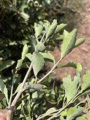 Maytenus undata