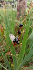 Pseudozizeeria maha okinawana