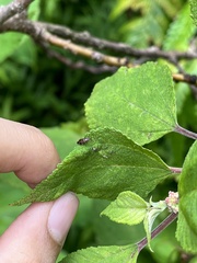 Orthotylus