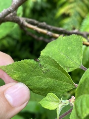 Orthotylus