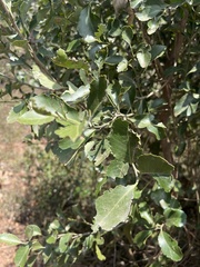 Maytenus undata