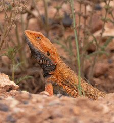 Pogona vitticeps