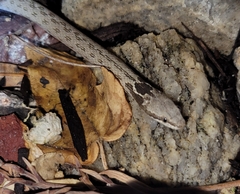 Hypsiglena chlorophaea