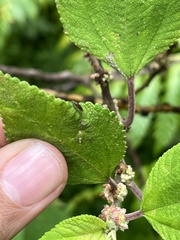 Orthotylus