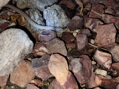 Hypsiglena chlorophaea