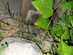 Hypsiglena chlorophaea