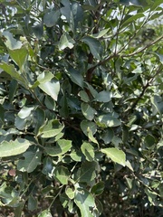 Maytenus undata