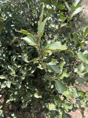 Maytenus undata