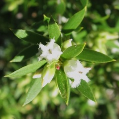 Styphelia leptospermoides