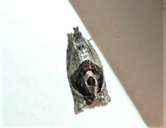 Acroceuthes metaxanthana