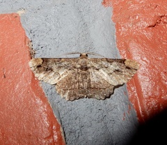 Dasyboarmia delineata