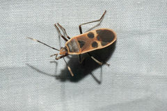 Physopelta gutta