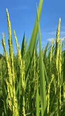 Oryza sativa