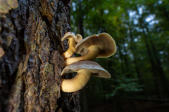 Pholiota aurivella