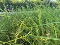 Oryza sativa