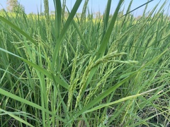Oryza sativa