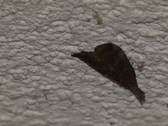 Hypena