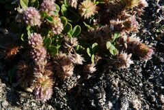 Trifolium arvense
