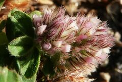Trifolium arvense
