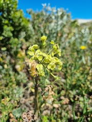 Pelargonium gibbosum