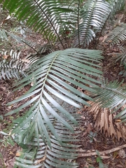 Lepidozamia hopei