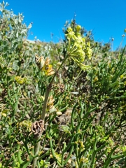 Pelargonium gibbosum