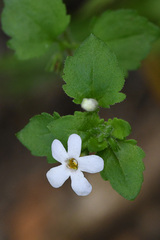 Chaenostoma cordatum